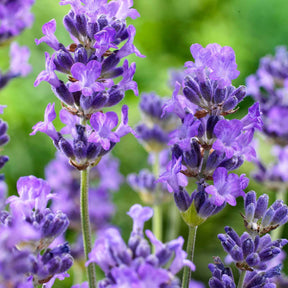 Lavande vraie Hidcote - Lavandula angustifolia 'hidcote' - Plantes vivaces