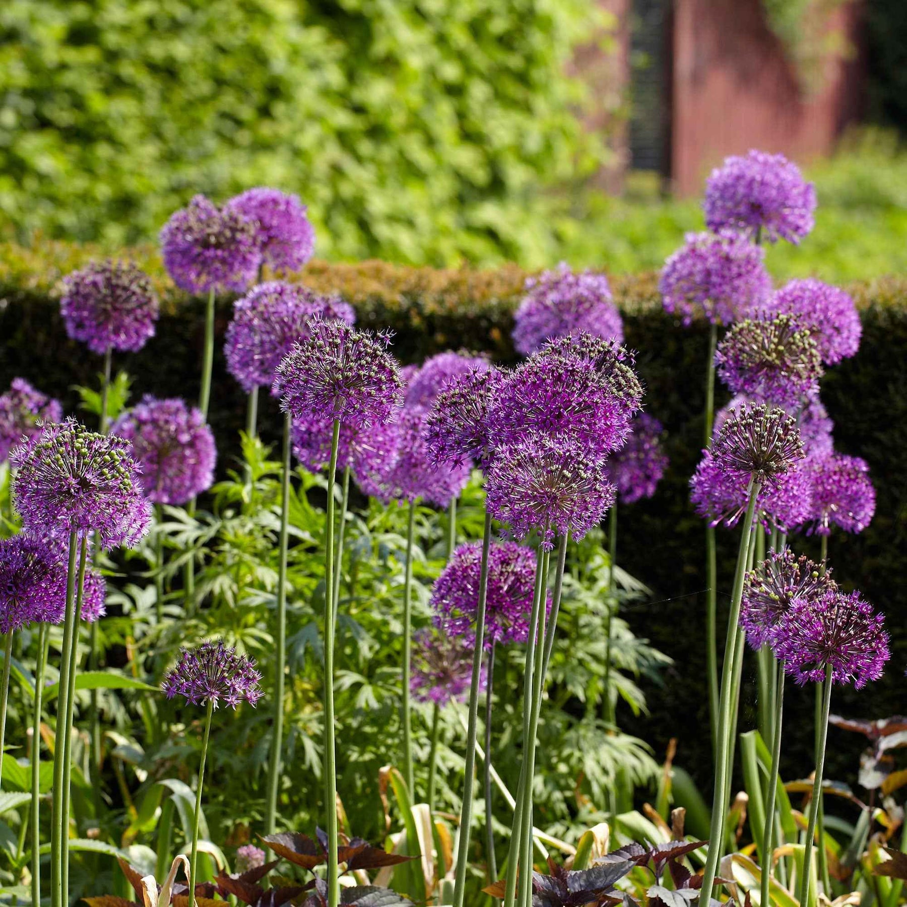 10 Alliums Purple sensation  - Allium aflatunense purple sensation - Bulbes à fleurs