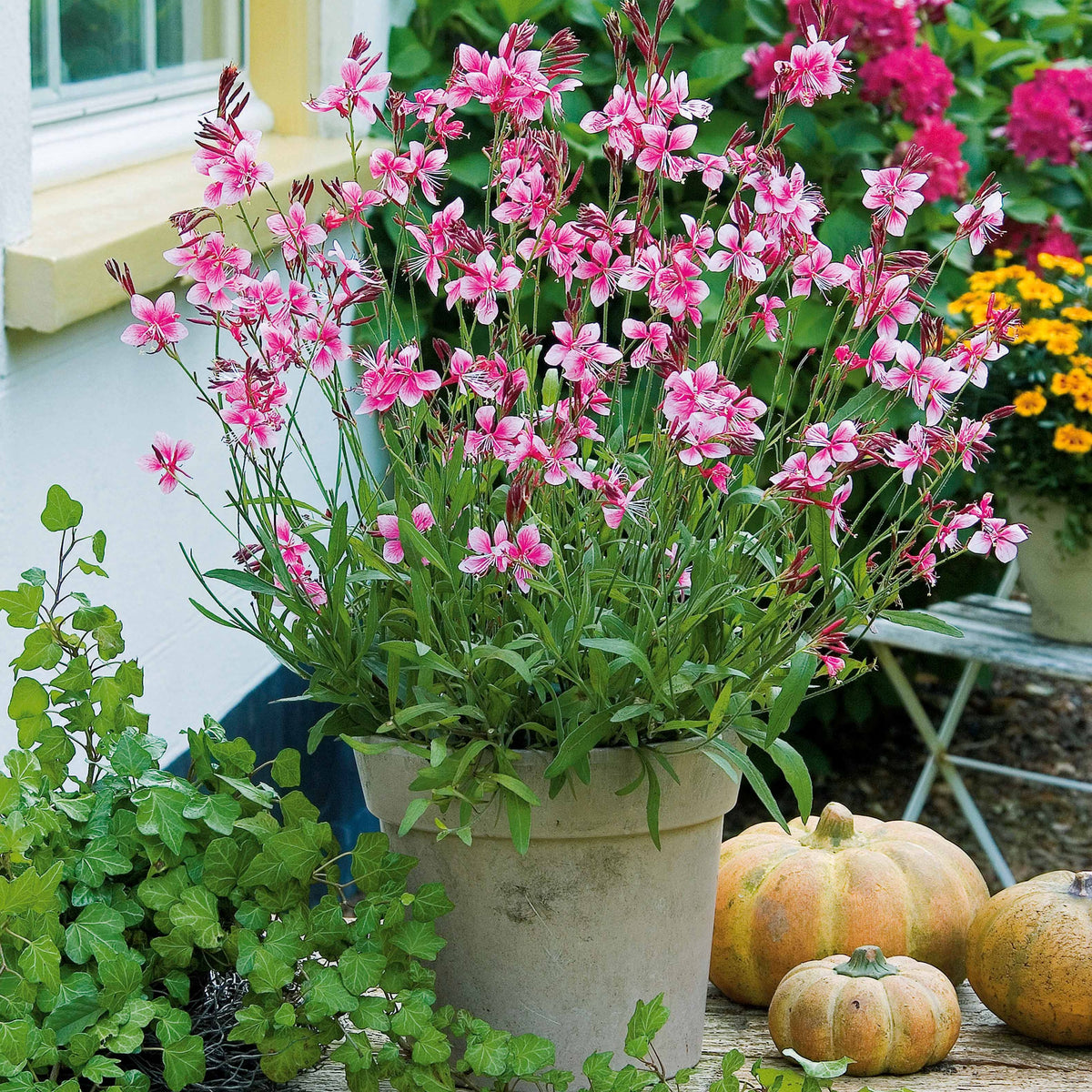 Gaura Siskiyou pink - Gaura lindheimeri siskiyou pink