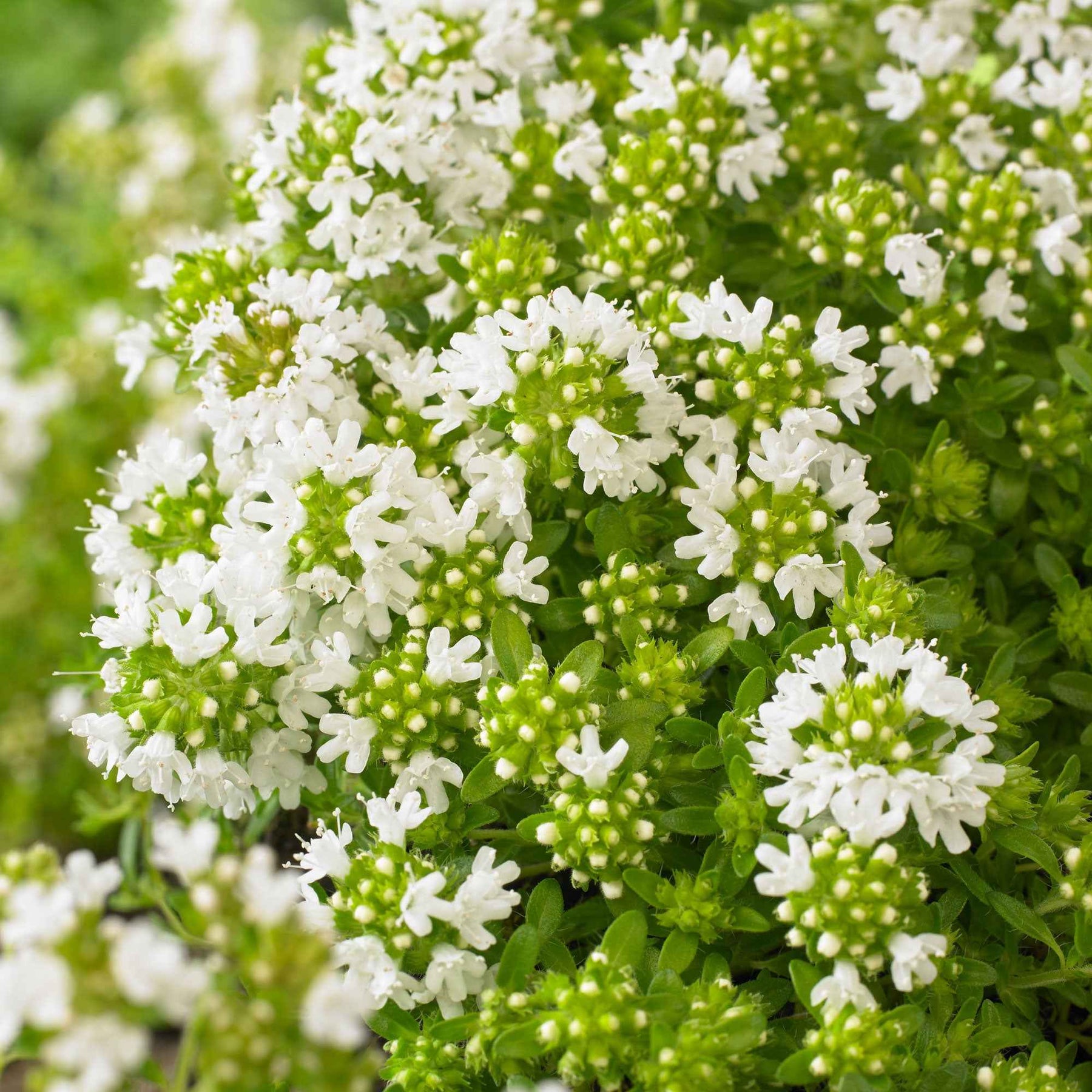 3 Thym précoce à fleurs blanches - Thymus praecox albiflorus - Plantes