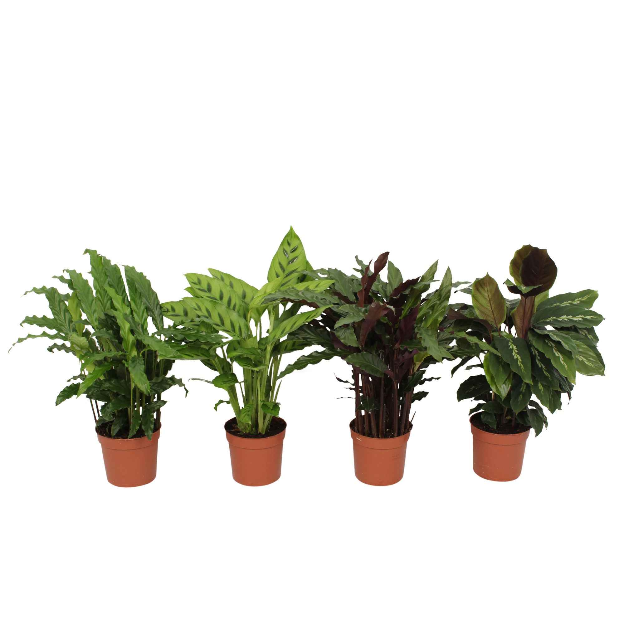 4 Calathéas en mélange - Calathea 'eldergrass', 'blue grass', 'leopardina', 'mauiqueen'