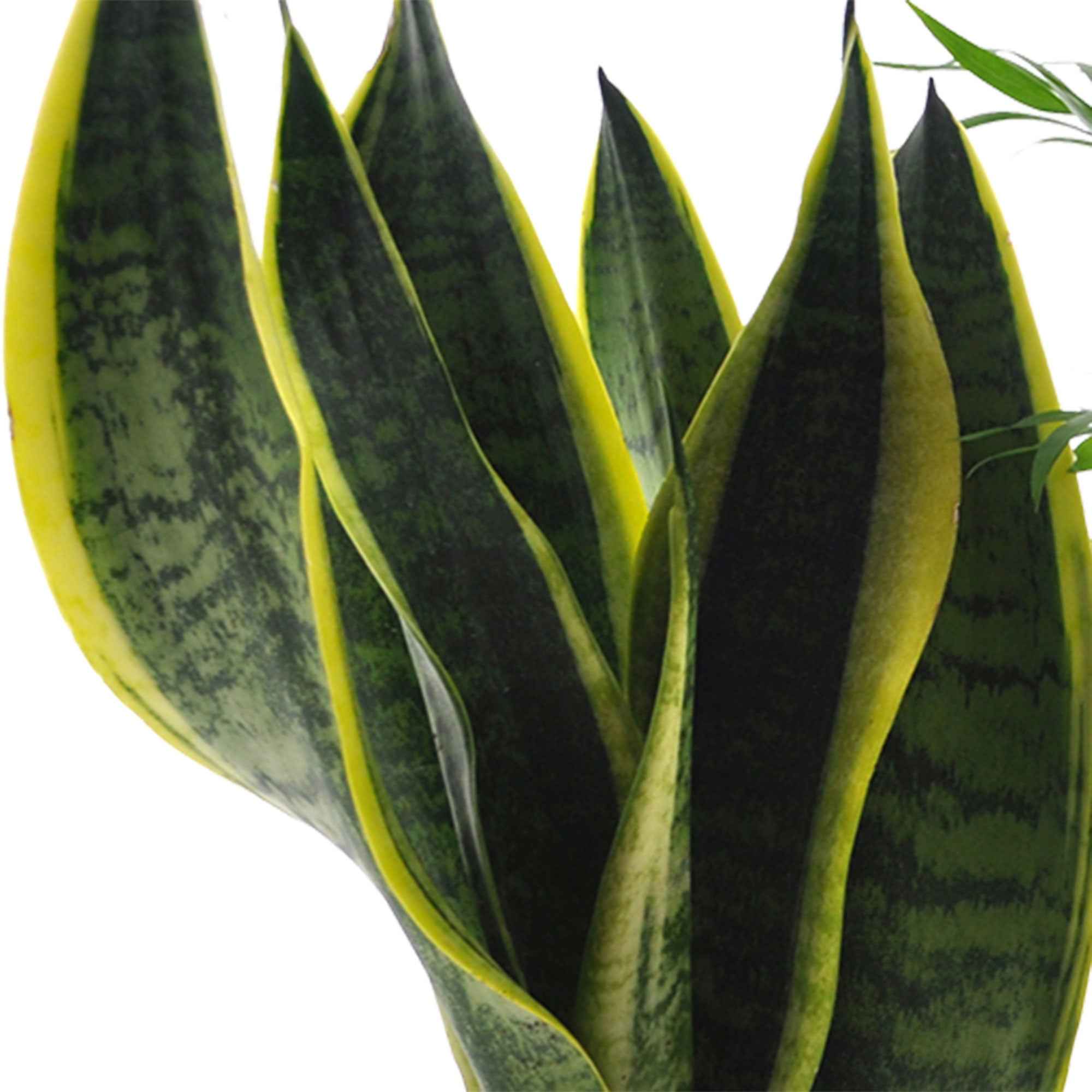 Collection de 4 plantes d'intérieur faciles -  clusia, chamaedorea, ctenanthe burle marxii, sansevieria - Plantes d'intérieur