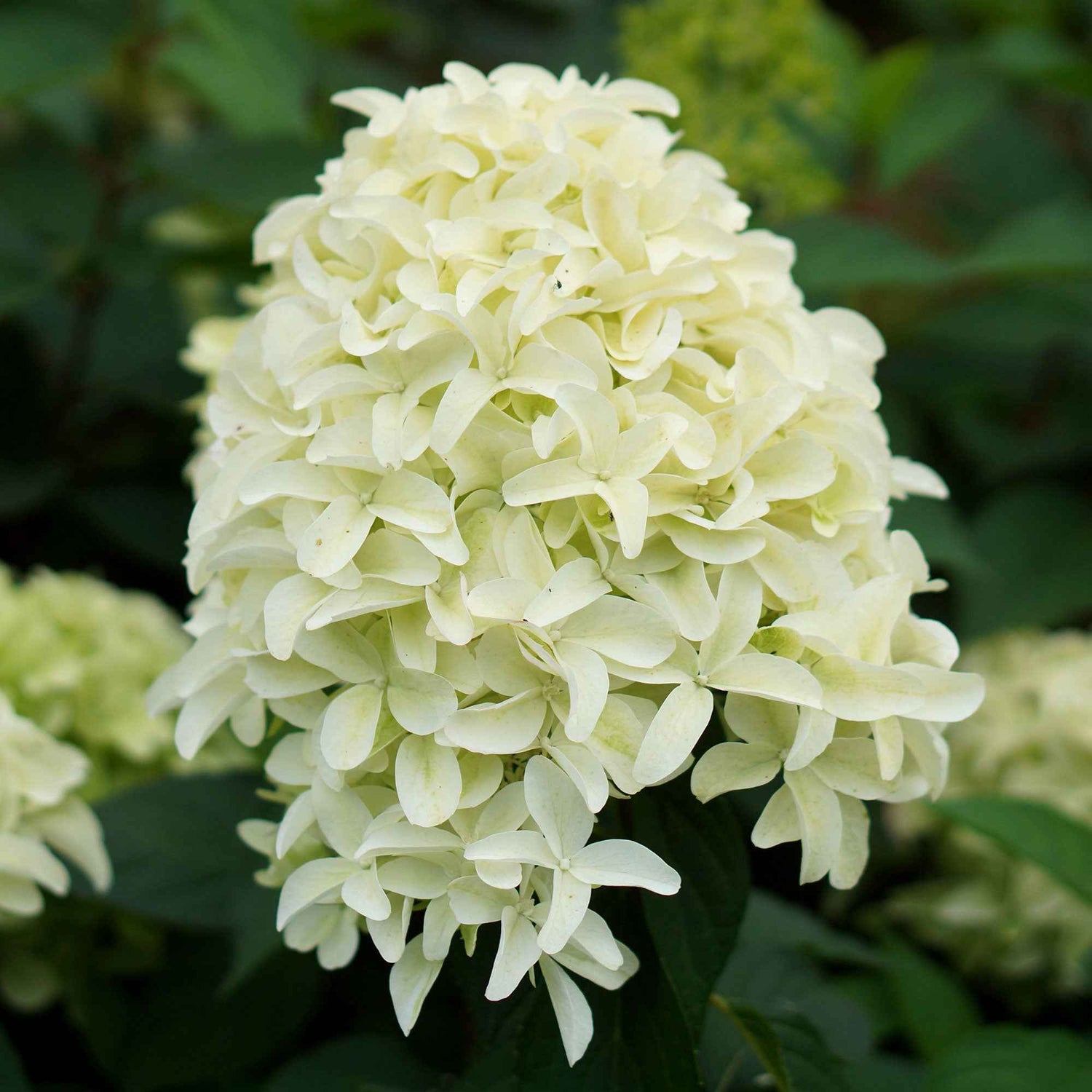 Hortensia Paniculé Skyfall Hydrangea Paniculata Skyfall