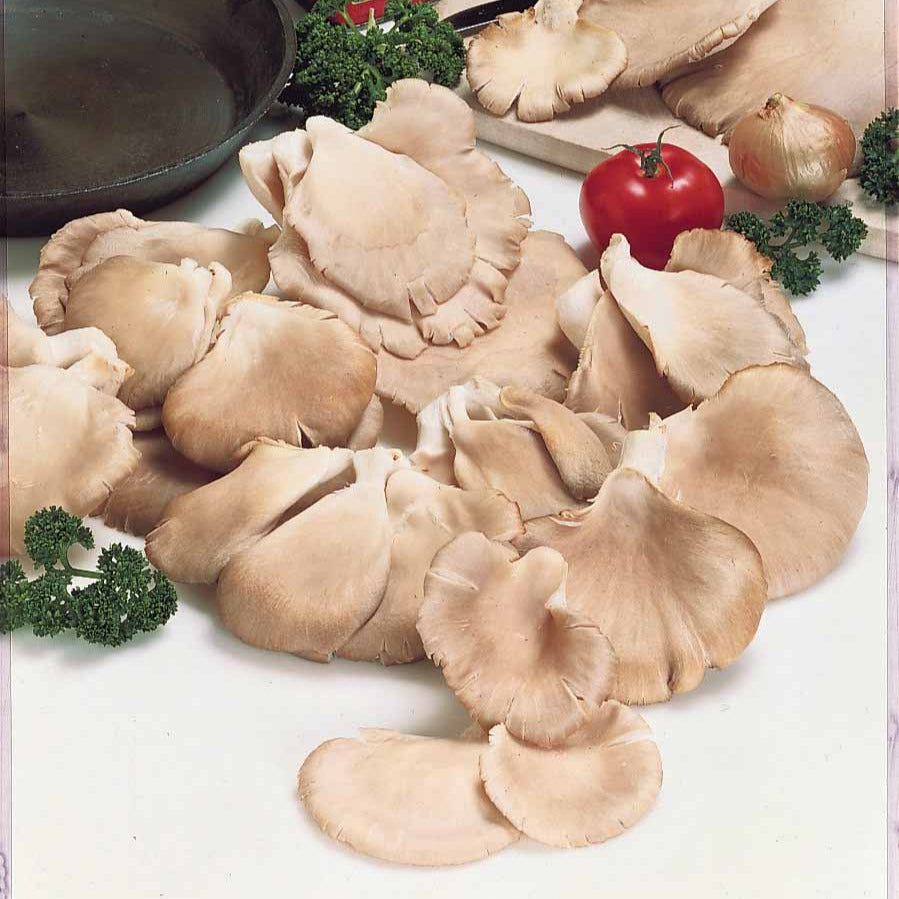 Kit champignon Pleurote - Pleurotus ostreatus