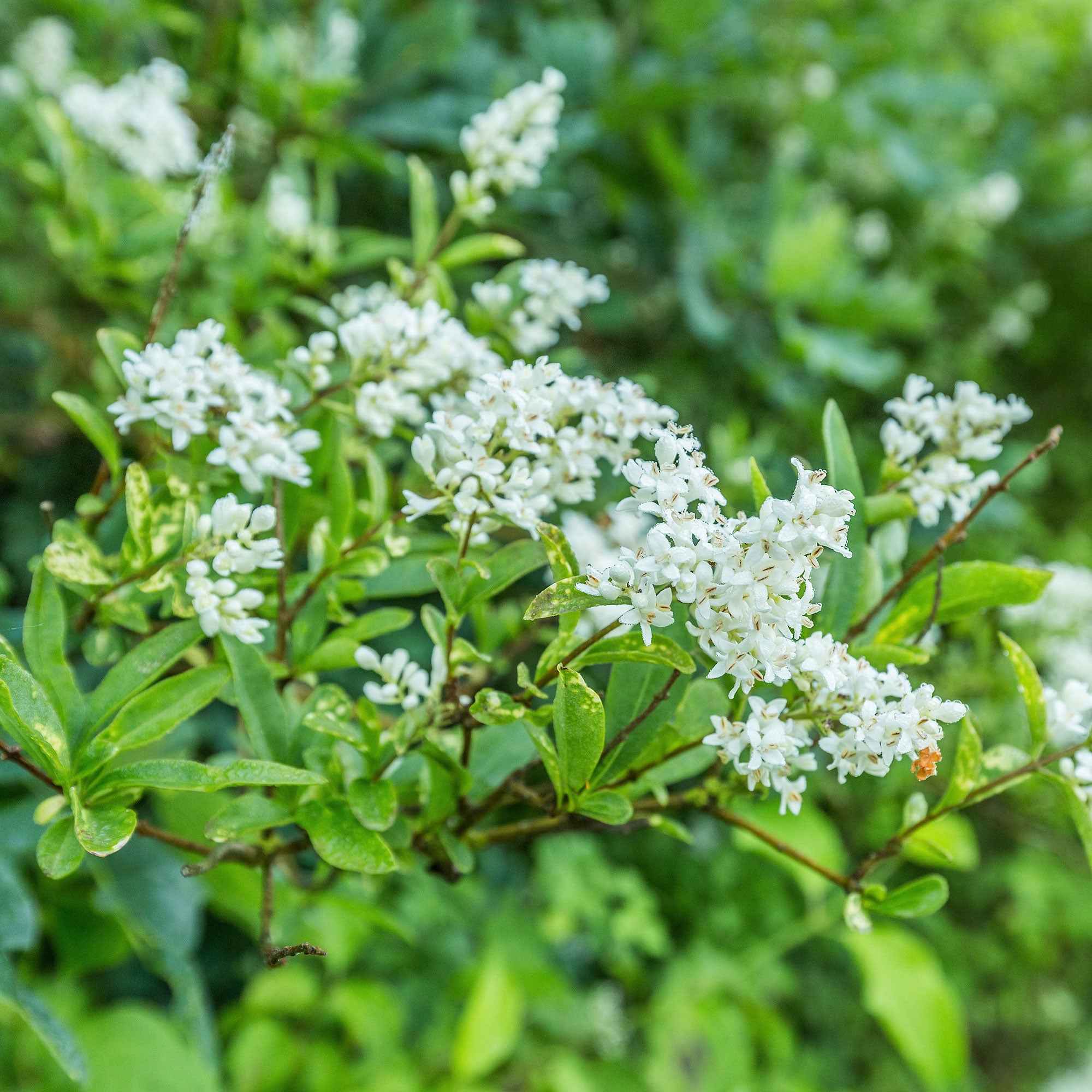 Troène de Californie - Ligustrum ovalifolium - Arbustes