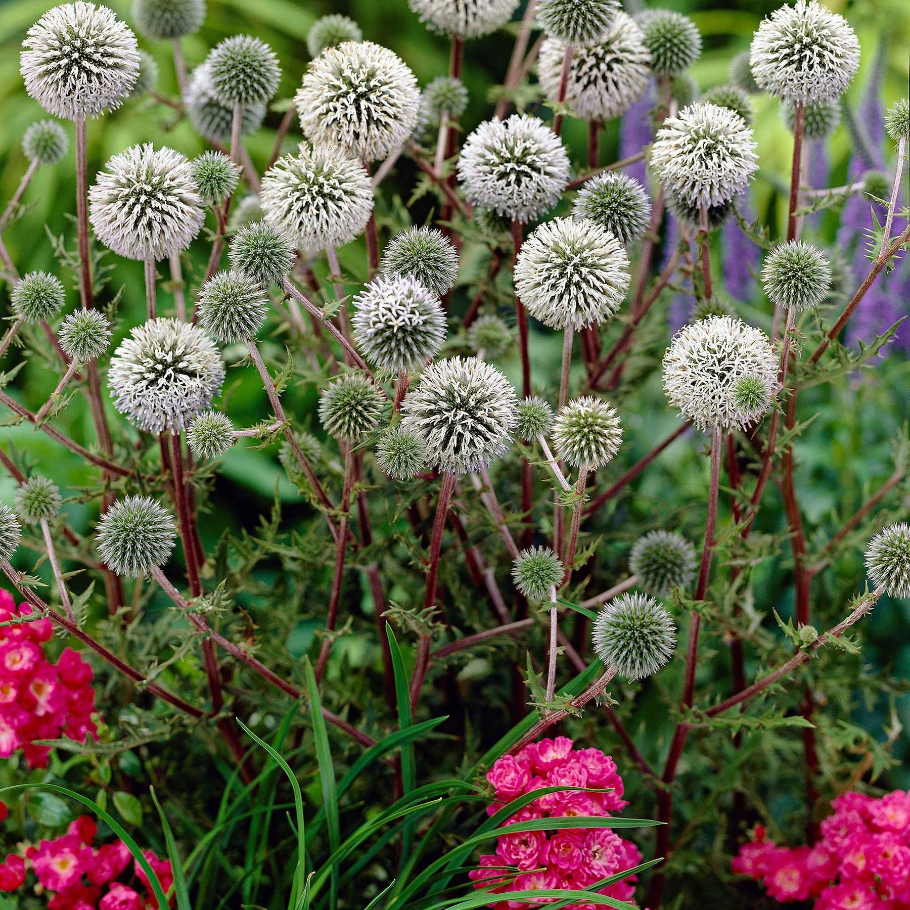 Boule azurée Arctic Glow - Chardon boule - Echinops sphaerocephalus arctic glow - Plantes