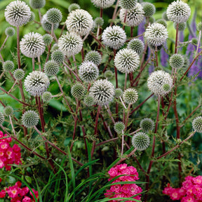 Boule azurée Arctic Glow - Chardon boule - Echinops sphaerocephalus arctic glow - Plantes