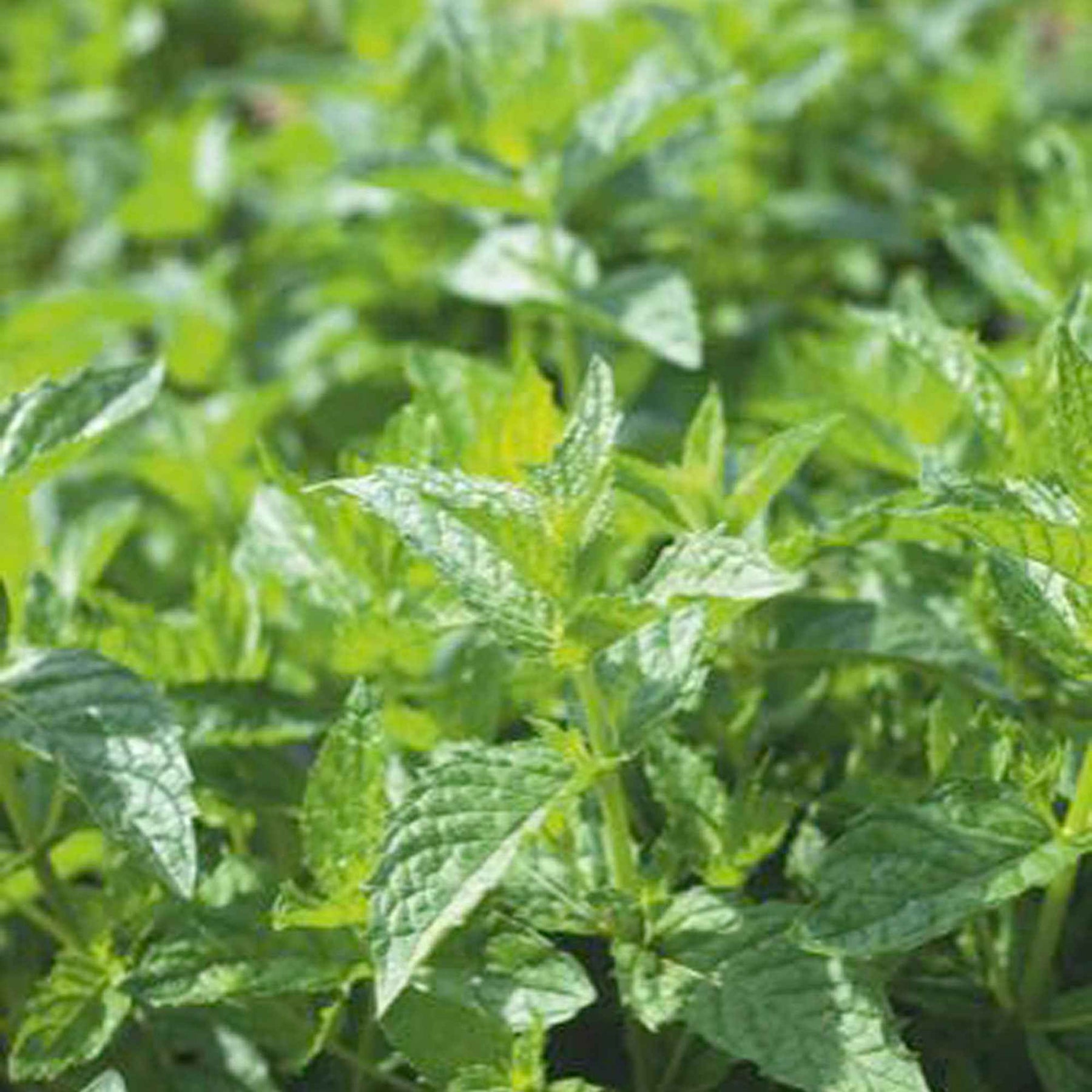 Menthe poivrée - Mentha piperita - Plantes