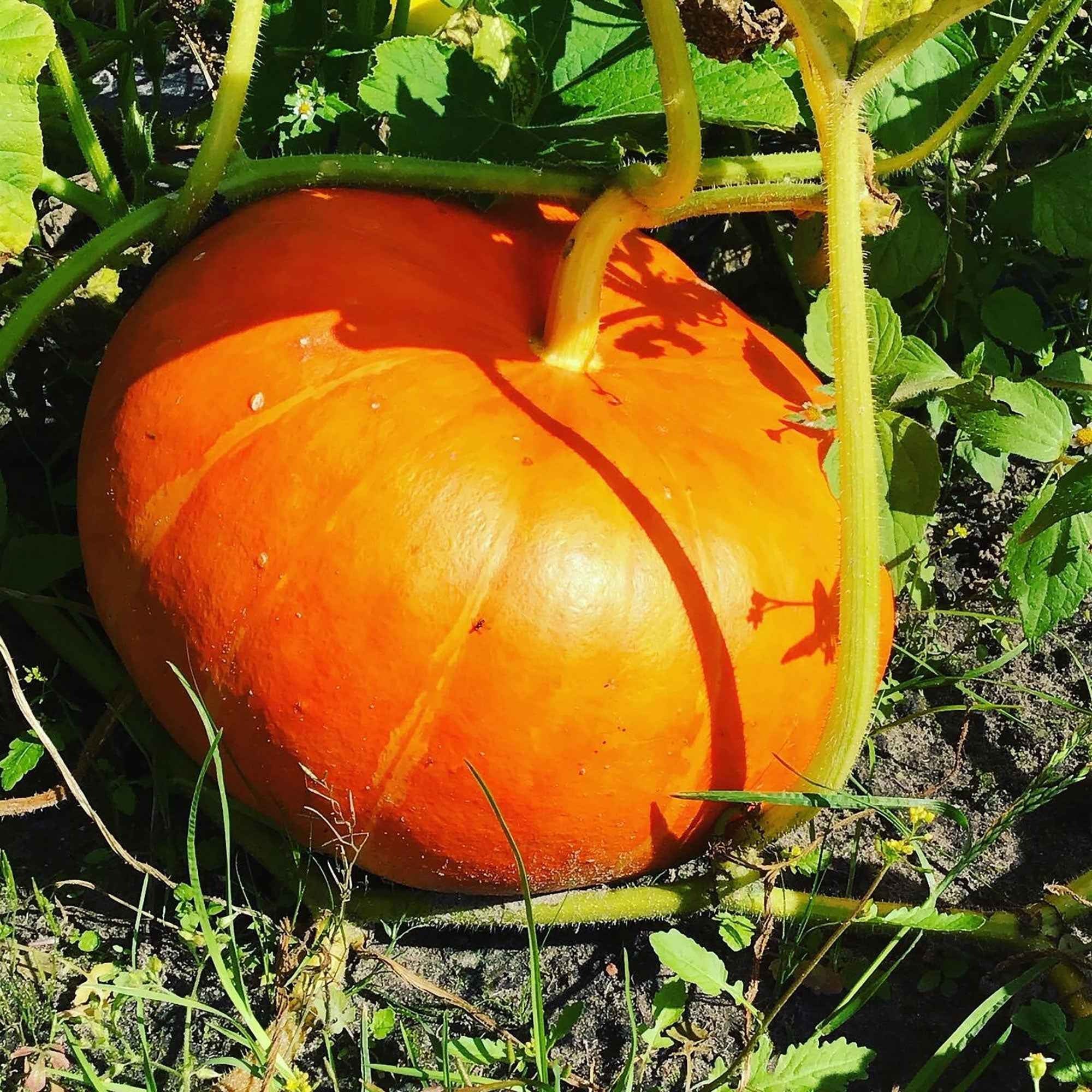 Potiron Rouge vif d'Etampes - Cucurbita maxima rouge vif d'etampes - Graines de fruits et légumes