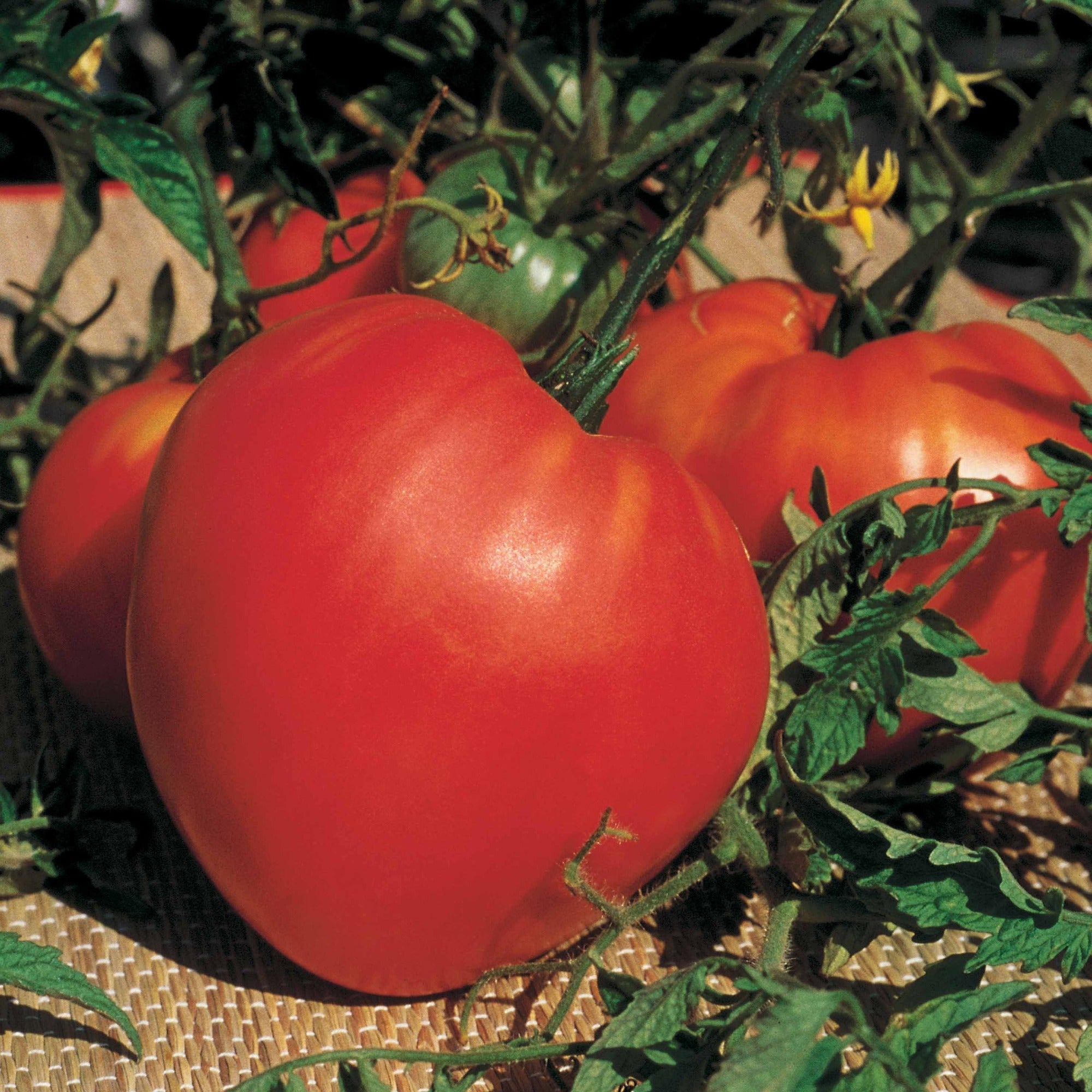 Collection de Tomates savoureuses - Collection 3 tomates savoureuses (coeur de boeuf, saint pierre, san m - Potager