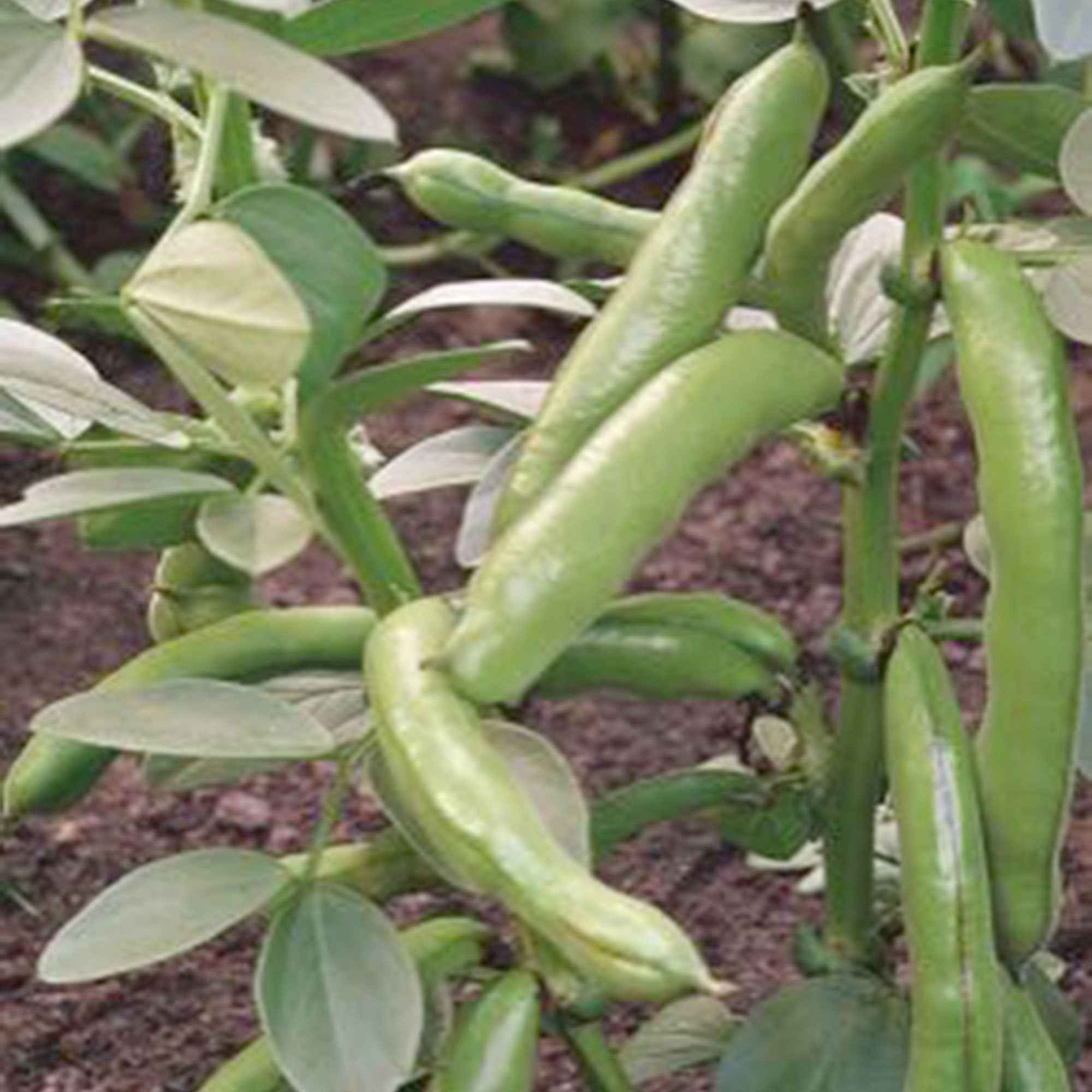 Fève améliorée Witkiem - Vicia faba witkiem - Graines de fruits et légumes