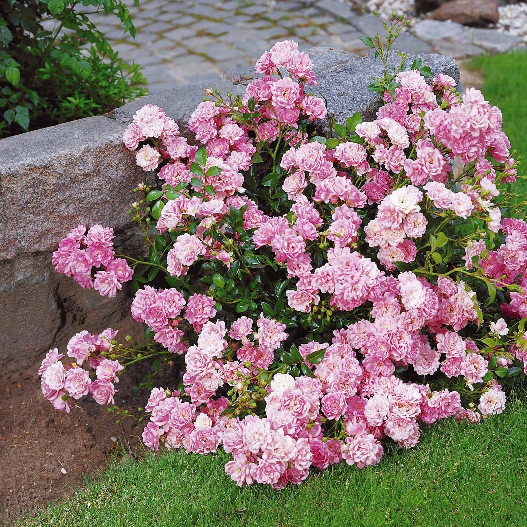 Rosier à massif The Fairy - Rosa polyantha 'the fairy'