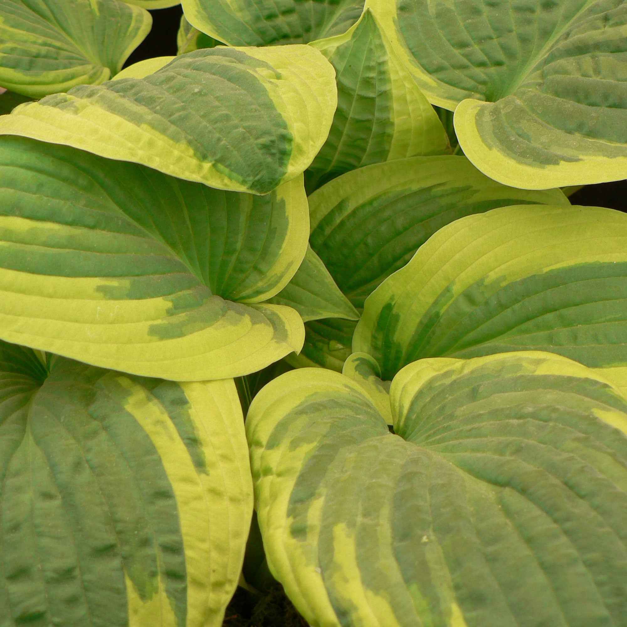 Hosta Wide Brim - Hosta hybride wide brim - Plantes vivaces