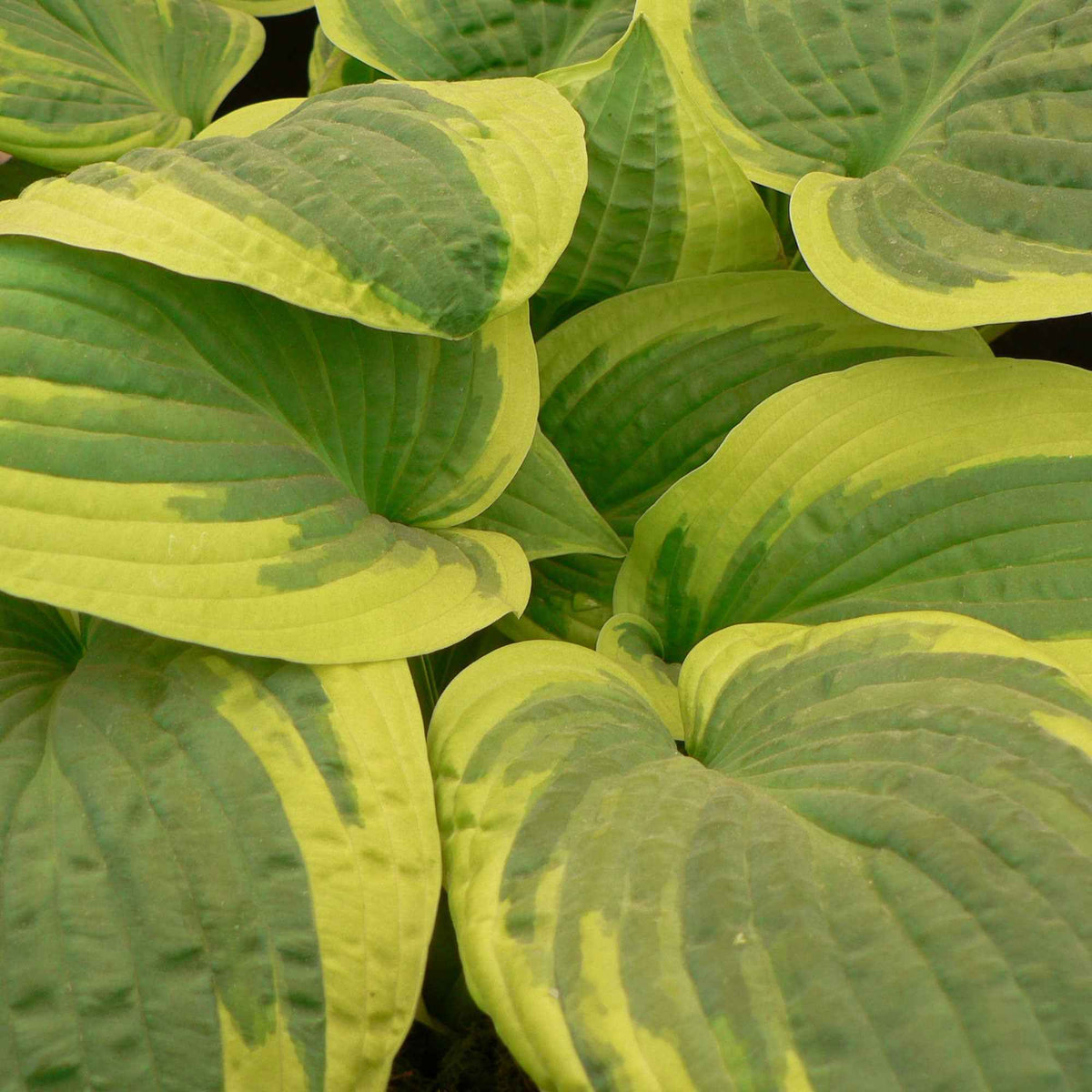 Hosta Wide Brim - Hosta hybride wide brim - Willemse