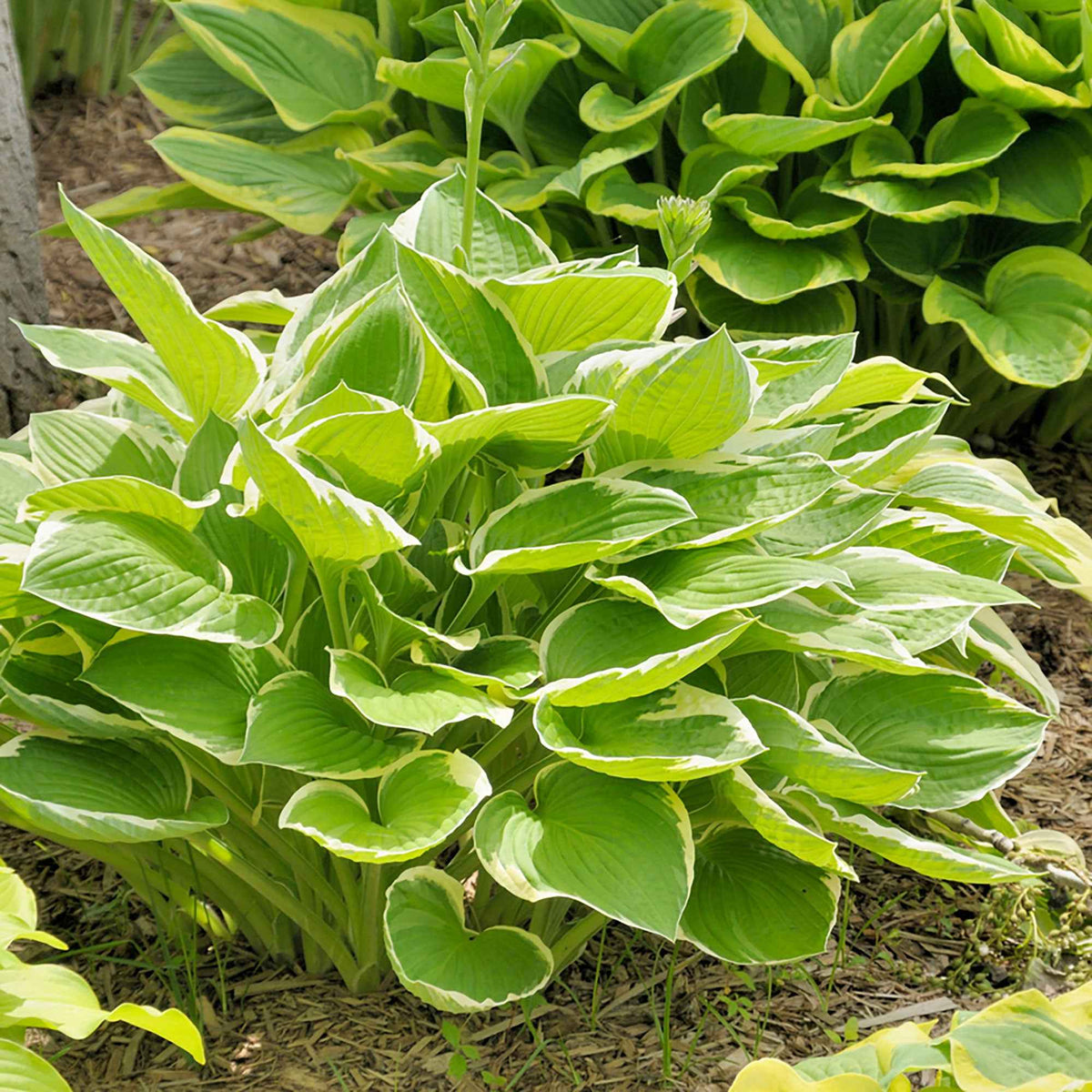 Hosta Patriot - Hosta hybride patriot - Willemse