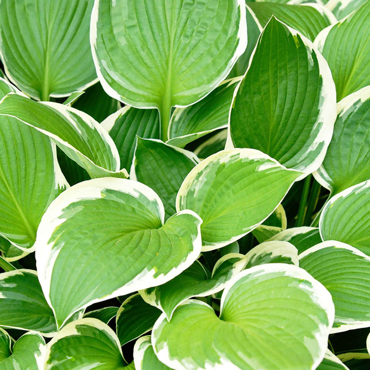 Hosta Patriot - Willemse