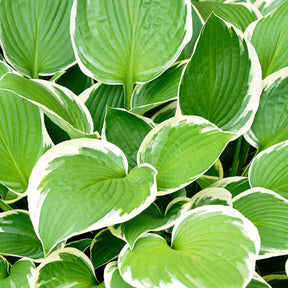 Hosta Patriot - Hosta hybride patriot - Plantes vivaces