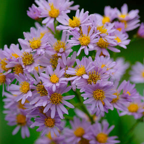 3 Astères nains d'automne Stardust - Aster ageratoides stardust - Plantes vivaces