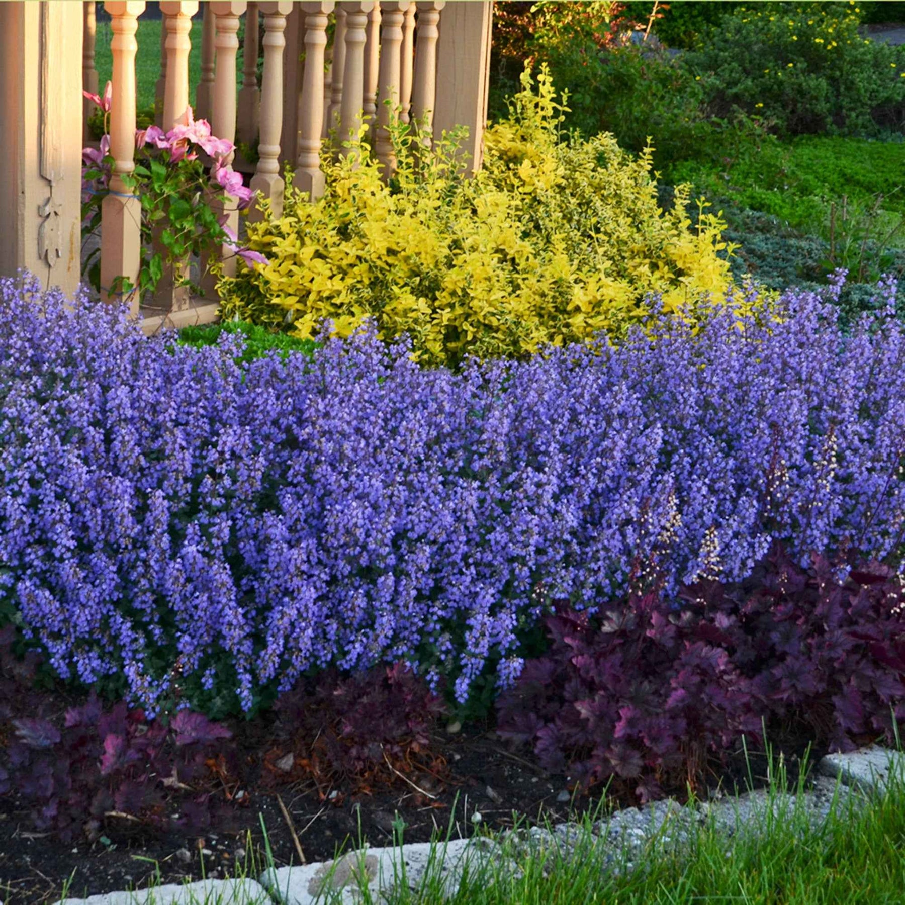 Nepeta Purrsian Blue - Nepeta purrsian blue - Plantes