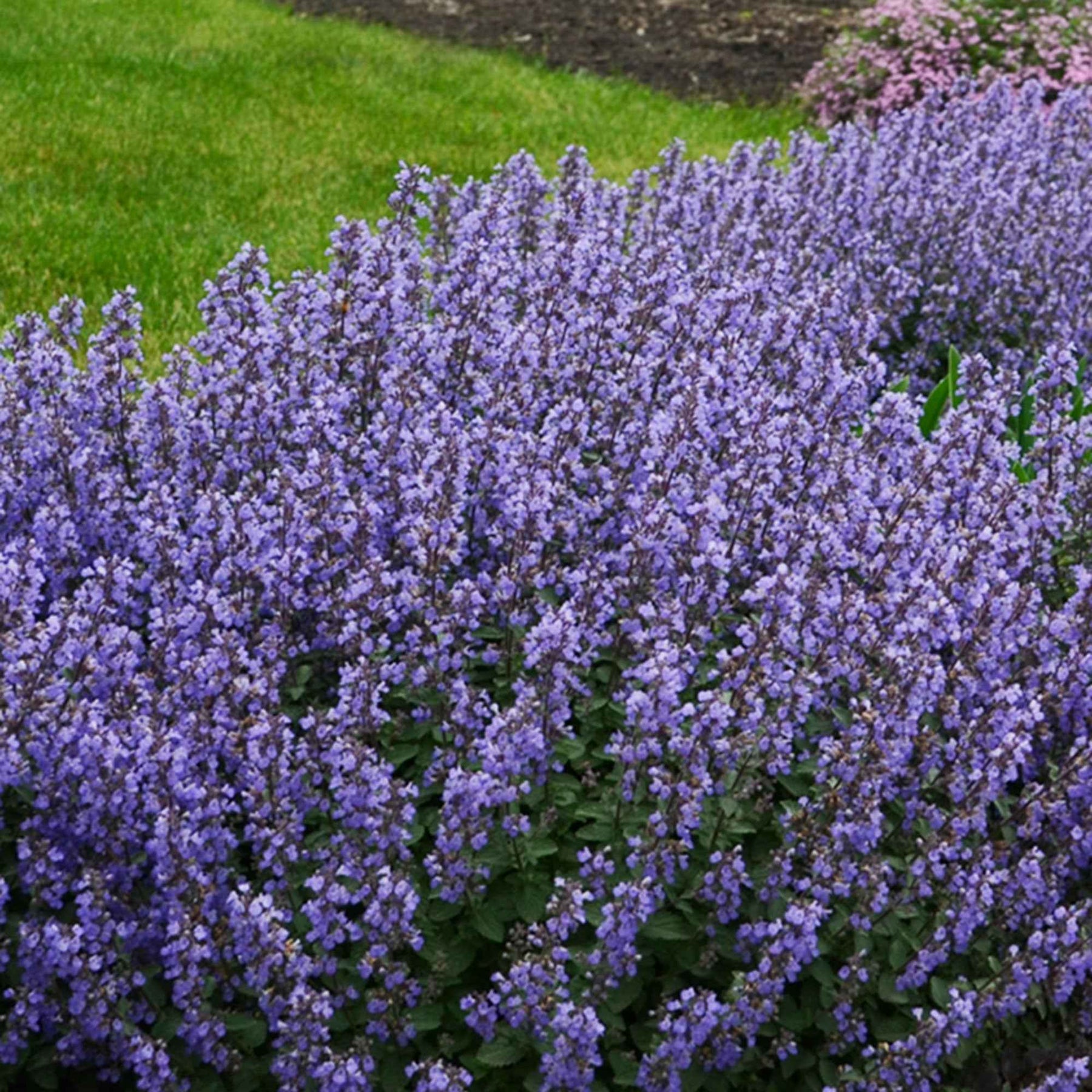 Nepeta Purrsian Blue - Nepeta purrsian blue - Plantes vivaces