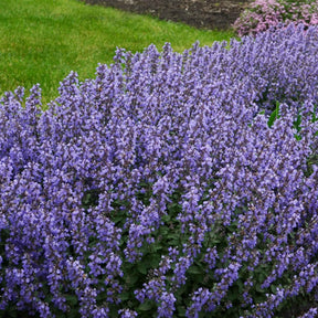 Nepeta Purrsian Blue - Nepeta purrsian blue - Plantes vivaces