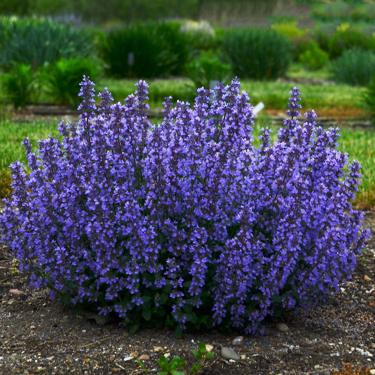 Nepeta Cat's Pajamas - Nepeta cats pajamas - Plantes