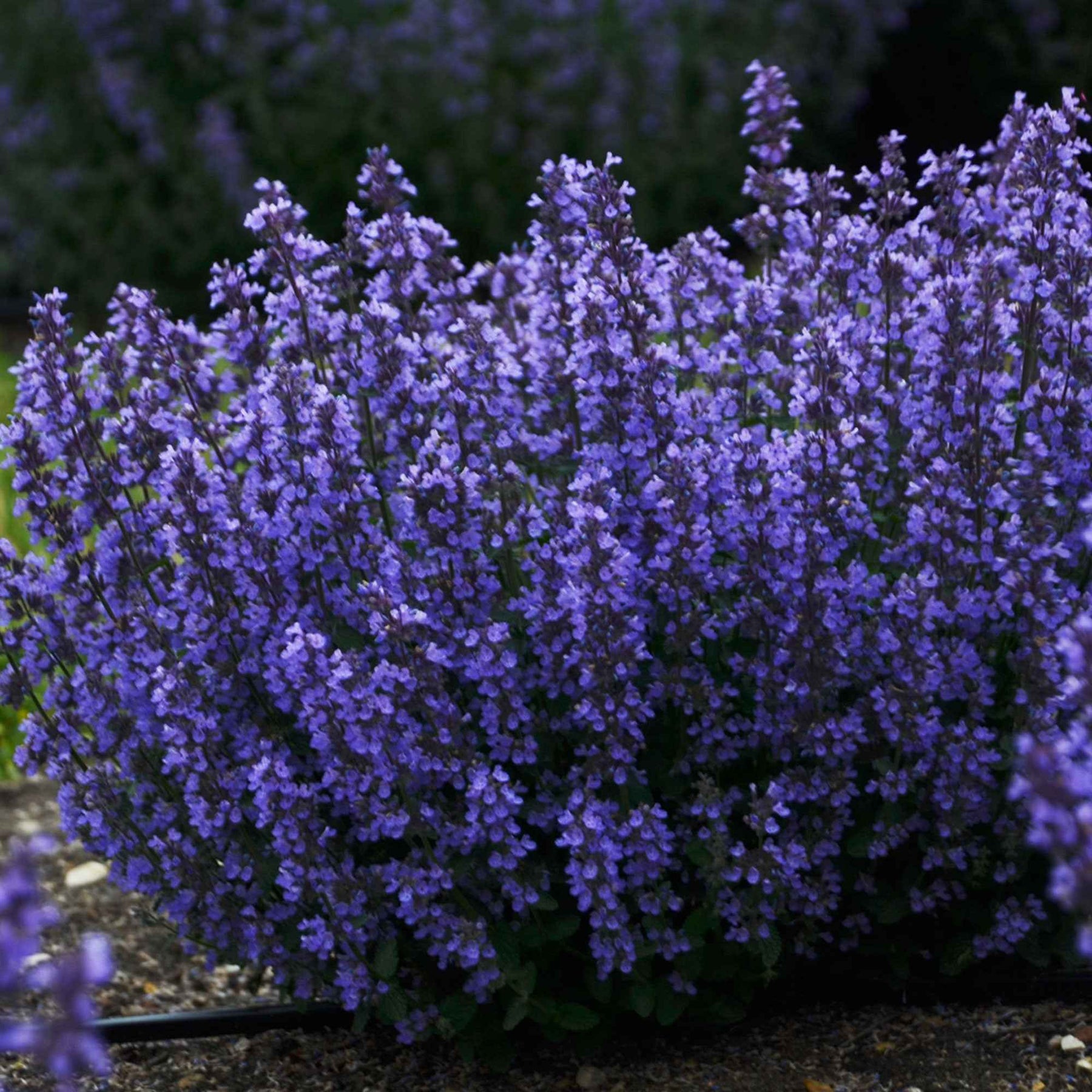 Nepeta Cat's Pajamas - Nepeta cats pajamas - Plantes vivaces