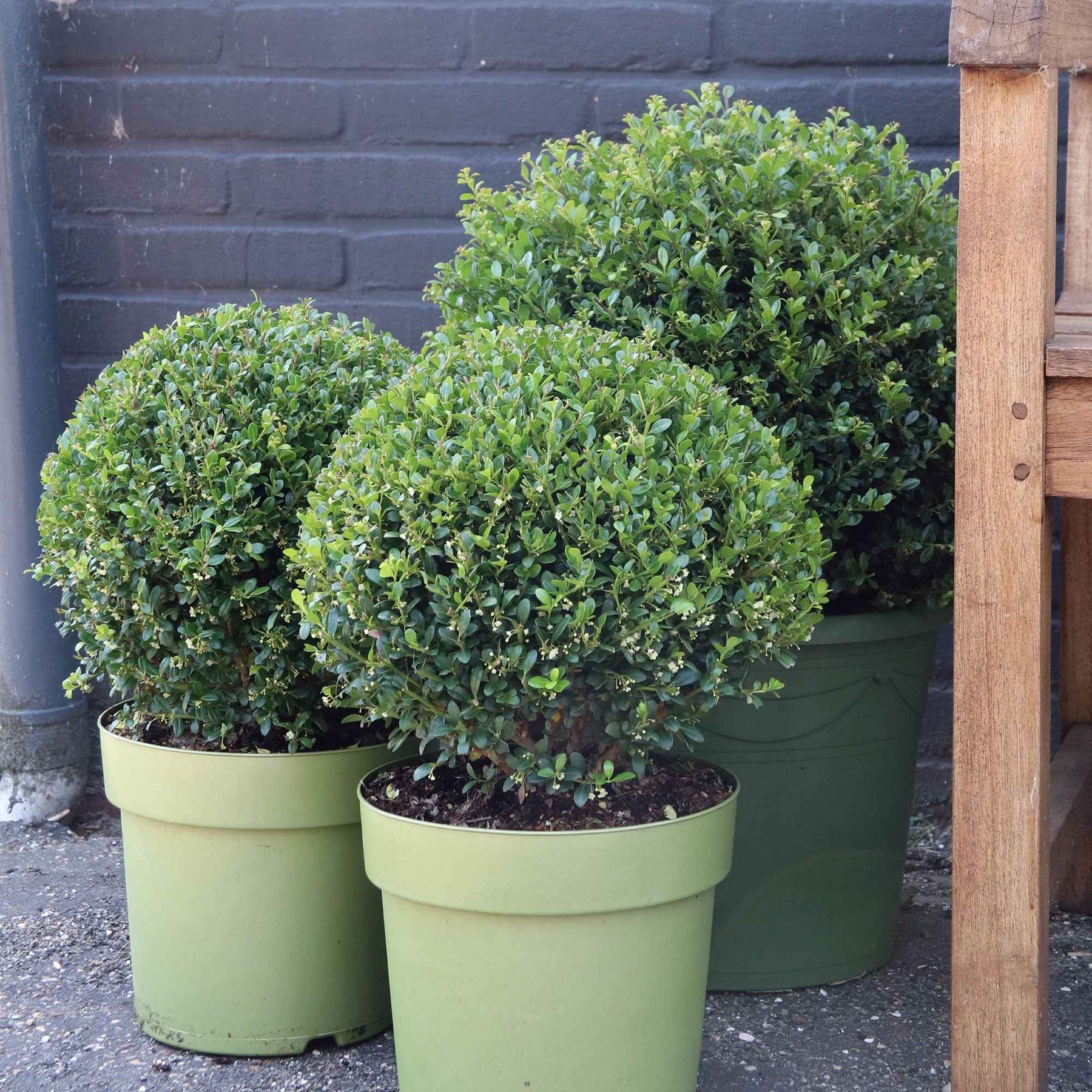 Houx crénelé Dark Green® - Ilex crenata dark green - Plantes