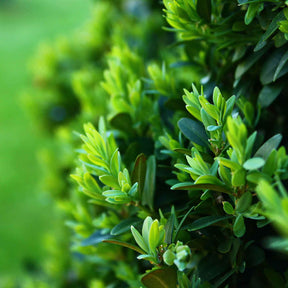 Houx crénelé Dark Green® - Ilex crenata dark green - Arbustes