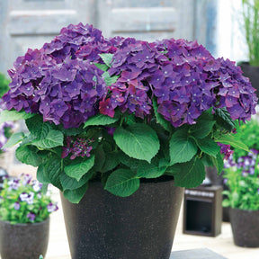 Hortensia Violet intense - Hydrangea macrophylla deep purple dance - Plantes