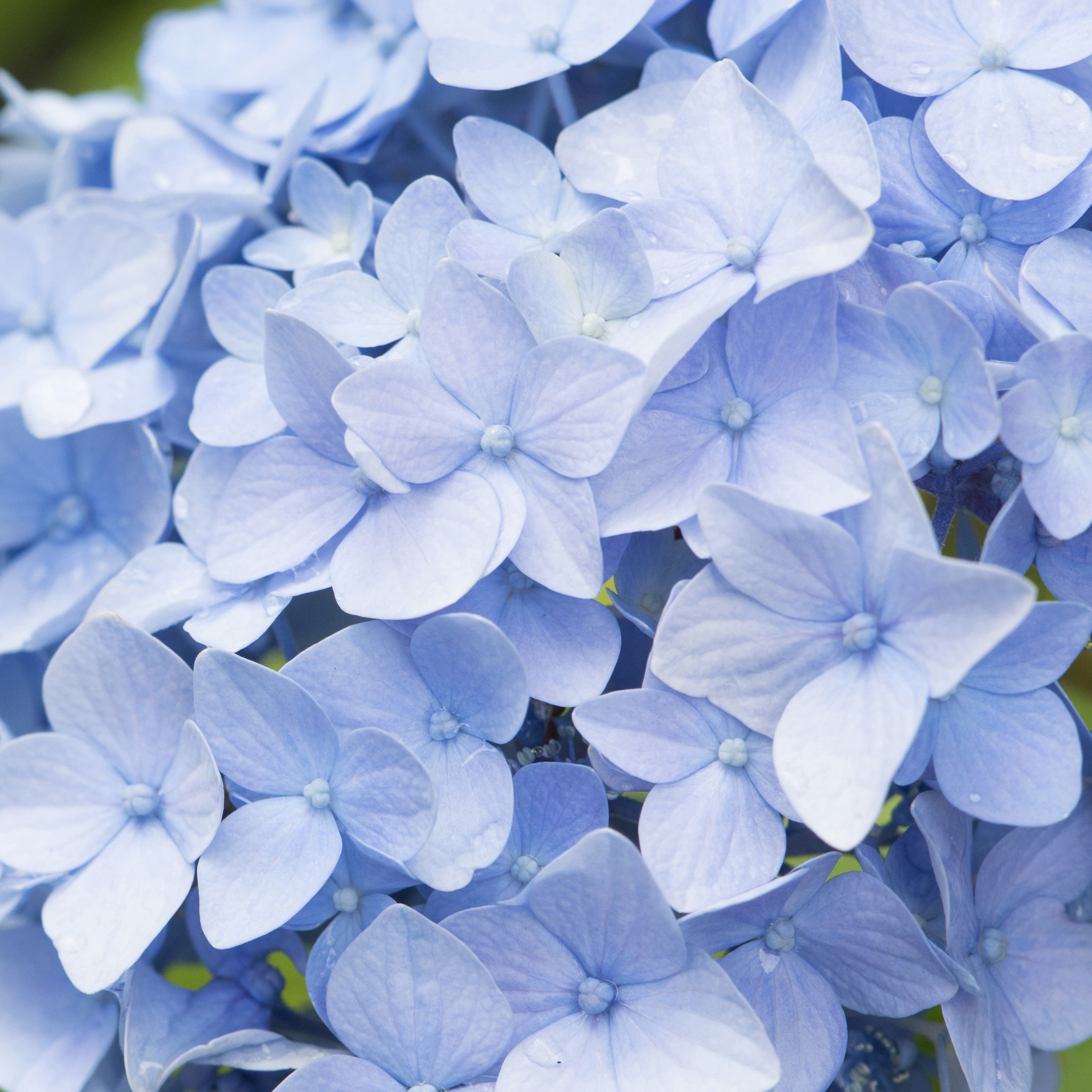 Hortensia bleu - Hydrangea macrophylla