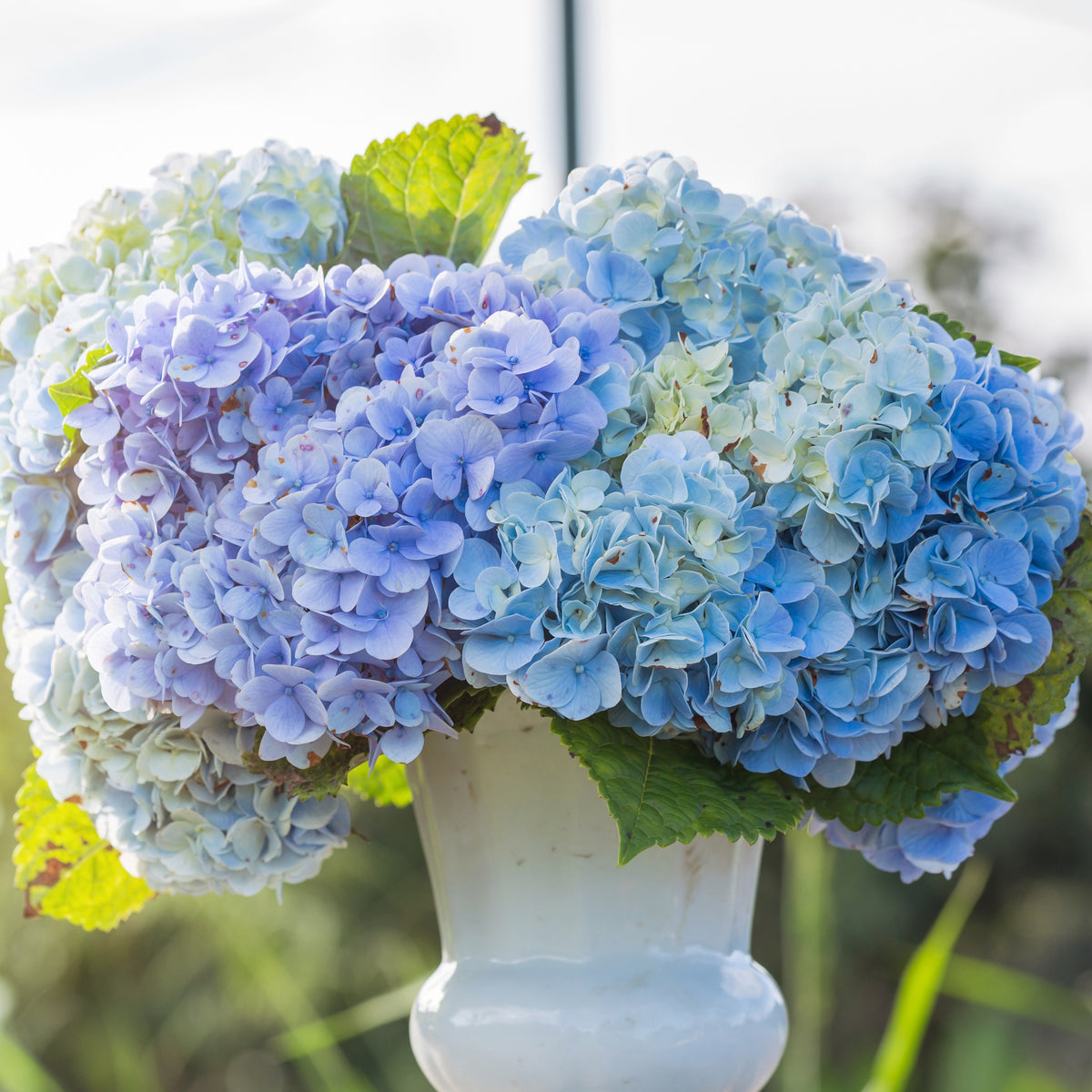 Hortensia bleu - Hydrangea macrophylla - Willemse