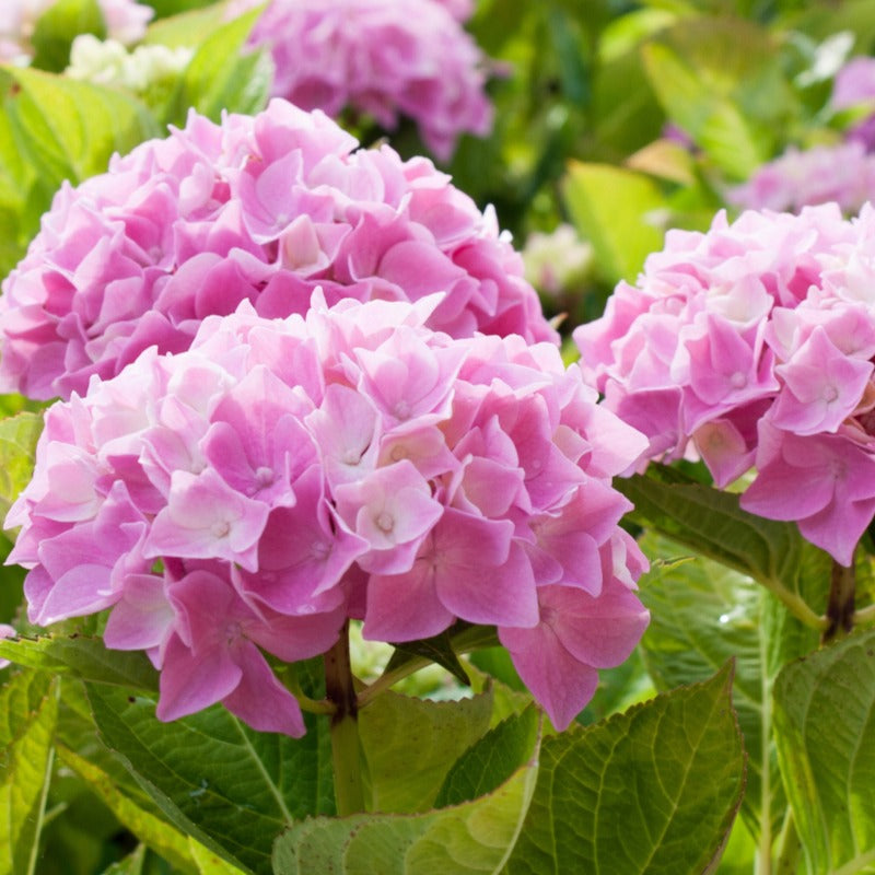 Collection de 3 Hortensias : rouge, bleu, rose - Hydrangea macrophylla