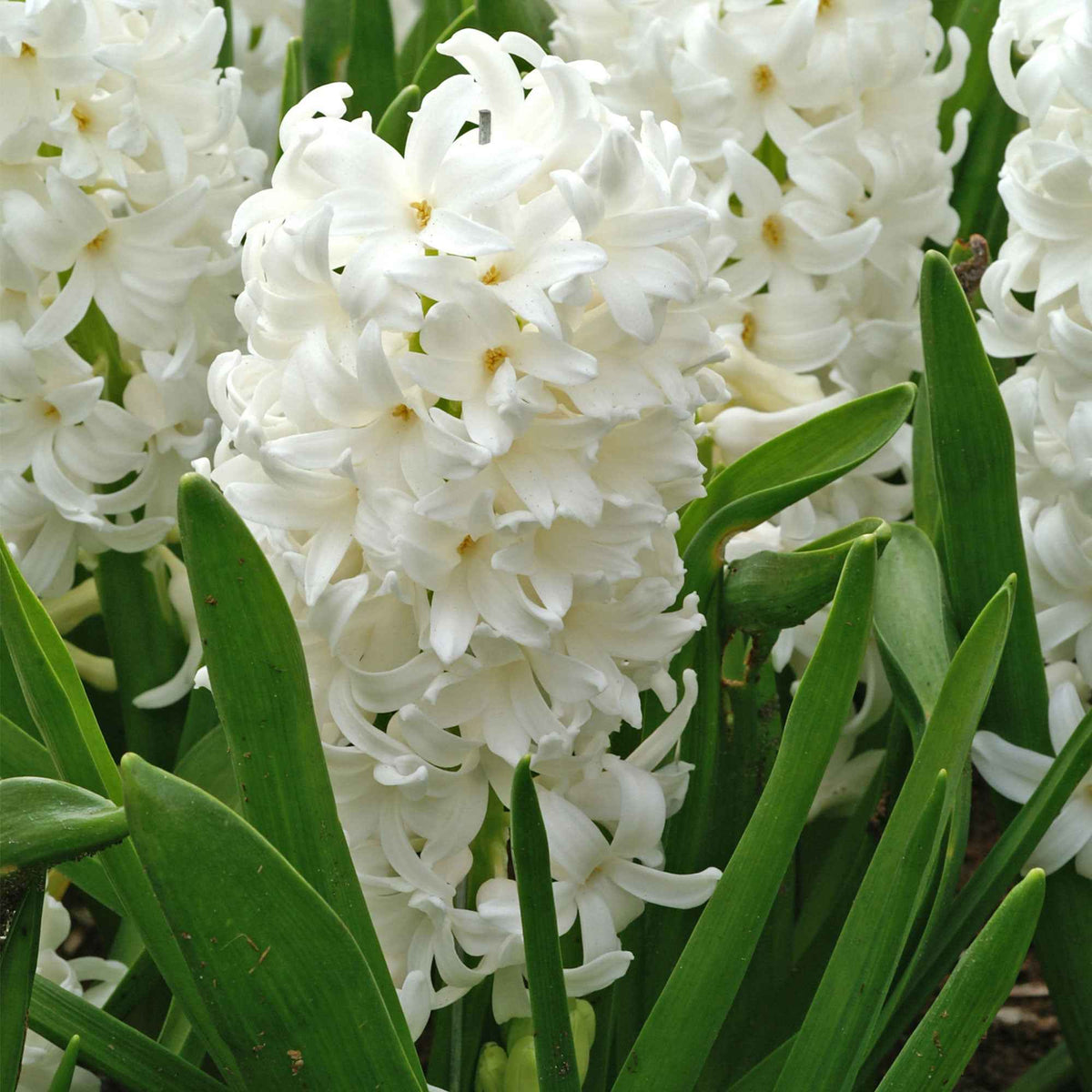 6 Jacinthes Carnegie blanche - Hyacinthus orientalis carnegie - Plantes