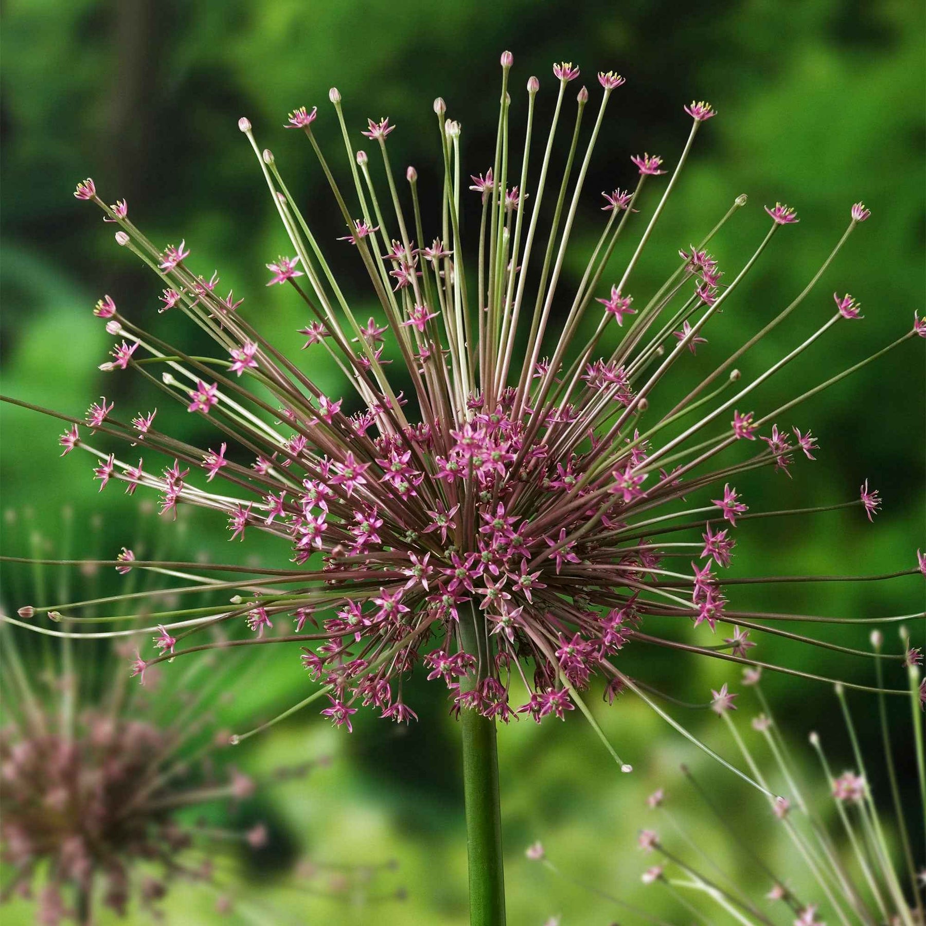 5 Alliums Schubertii - Allium schubertii - Plantes