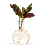 2 Calatheas Insignis + les vases - Calathea insignis - Calathea