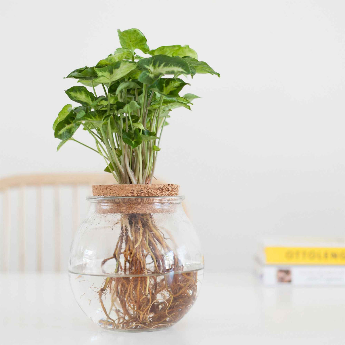 Syngonium et son ampoule vase - Willemse