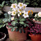 Hellébore Rose de Noël - Helleborus niger - Plantes