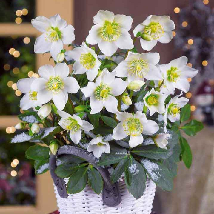 Hellébore Rose de Noël - Helleborus niger - Hellébores