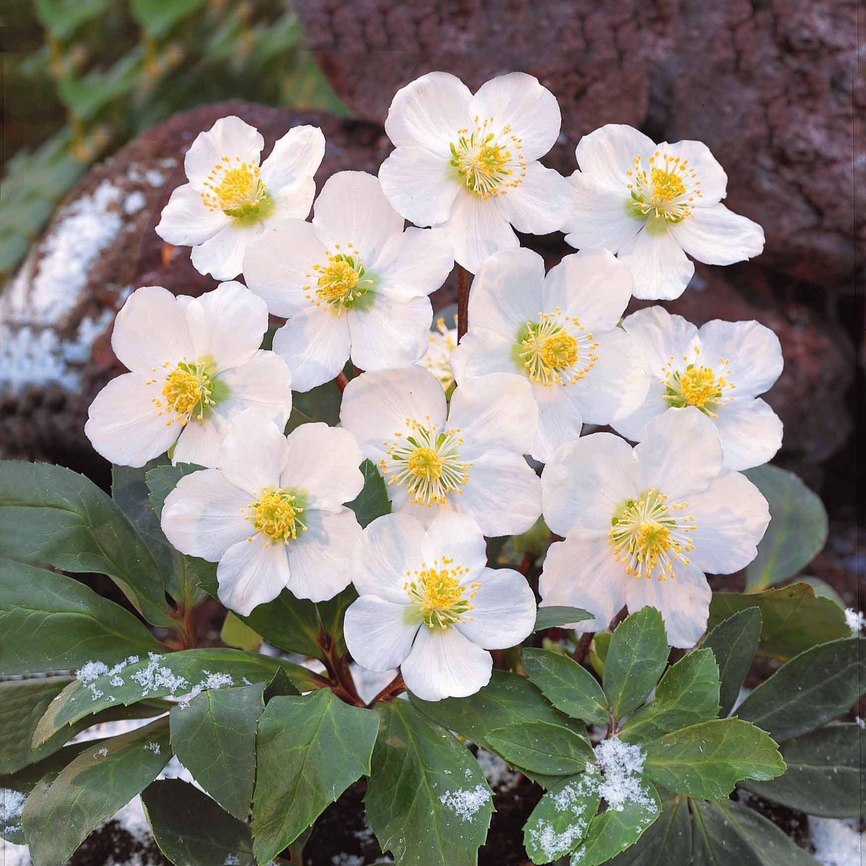 Hellébore Rose de Noël - Helleborus niger