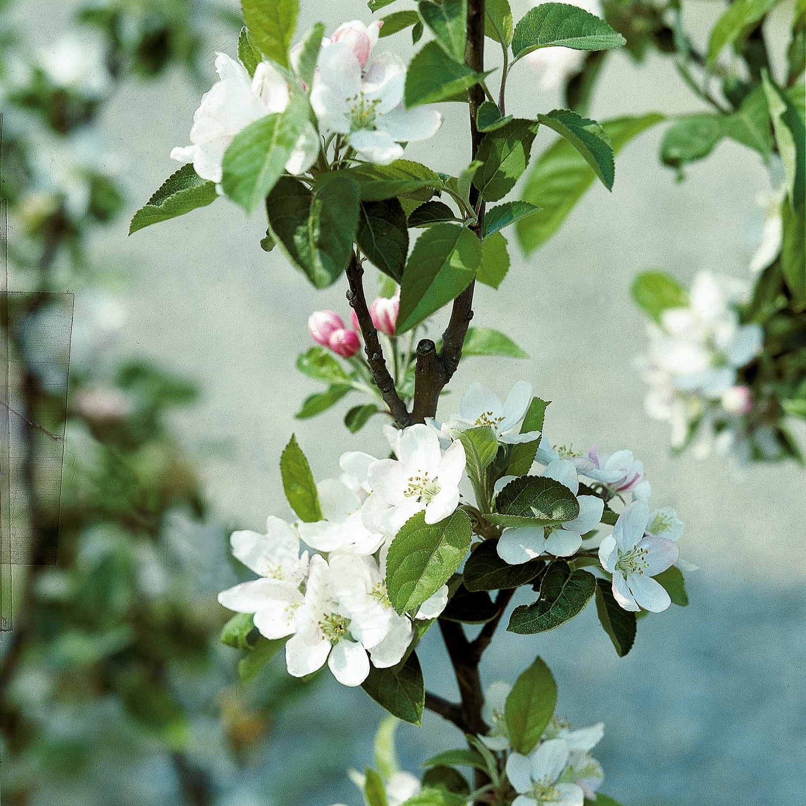 Pommier Reine des Reinettes - Malus domestica 'reine des renettes'