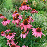 Rudbeckia pourpre Magnus Superior - Echinacea - Echinacea purpurea magnus superior - Plantes