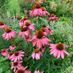 Rudbeckia pourpre Magnus Superior - Echinacea - Echinacea purpurea magnus superior - Plantes