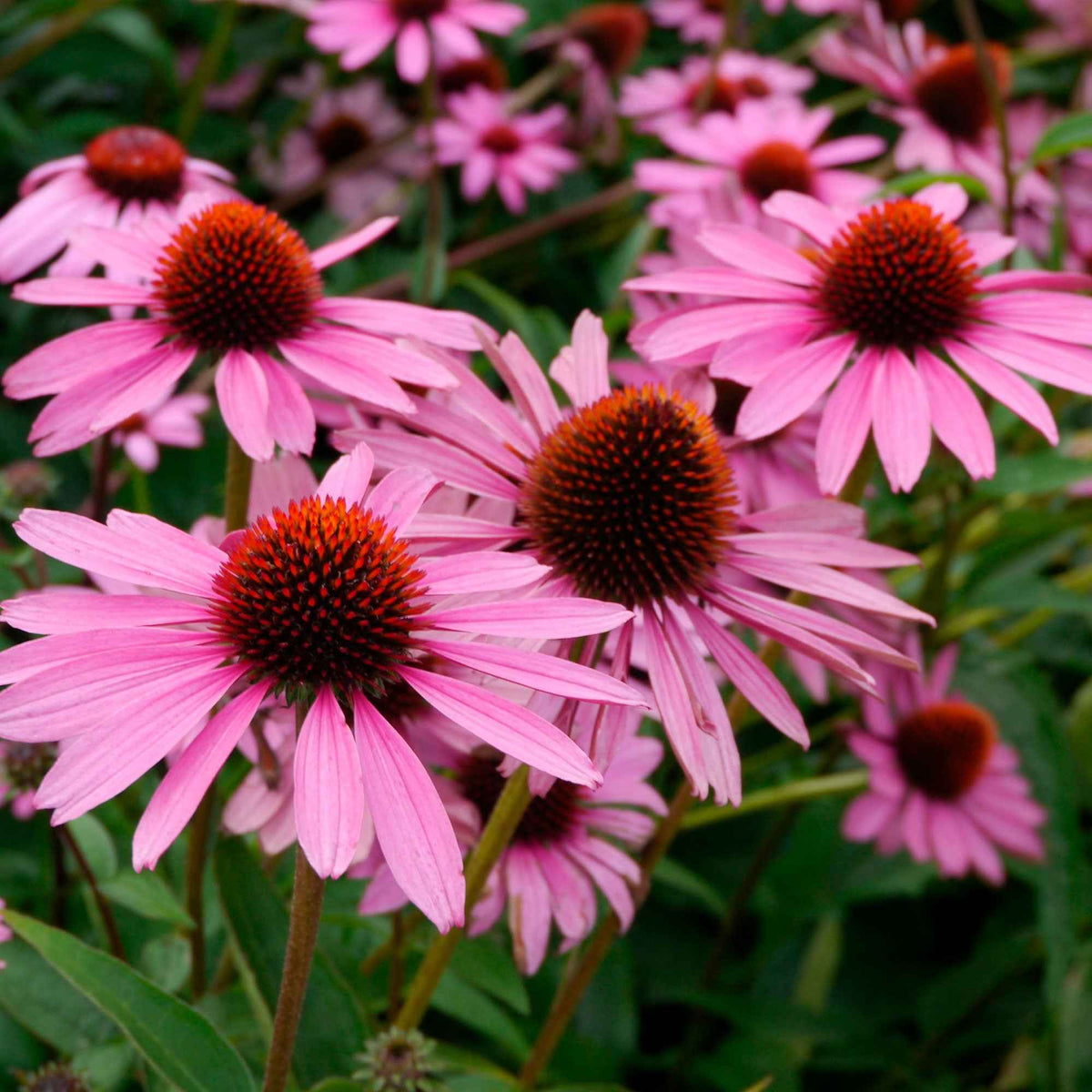 Rudbeckia pourpre Magnus Superior - Echinacea - Echinacea purpurea magnus superior - Plantes vivaces