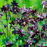 Ancolie des jardins Black Barlow - Aquilegia vulgaris black barlow - Plantes