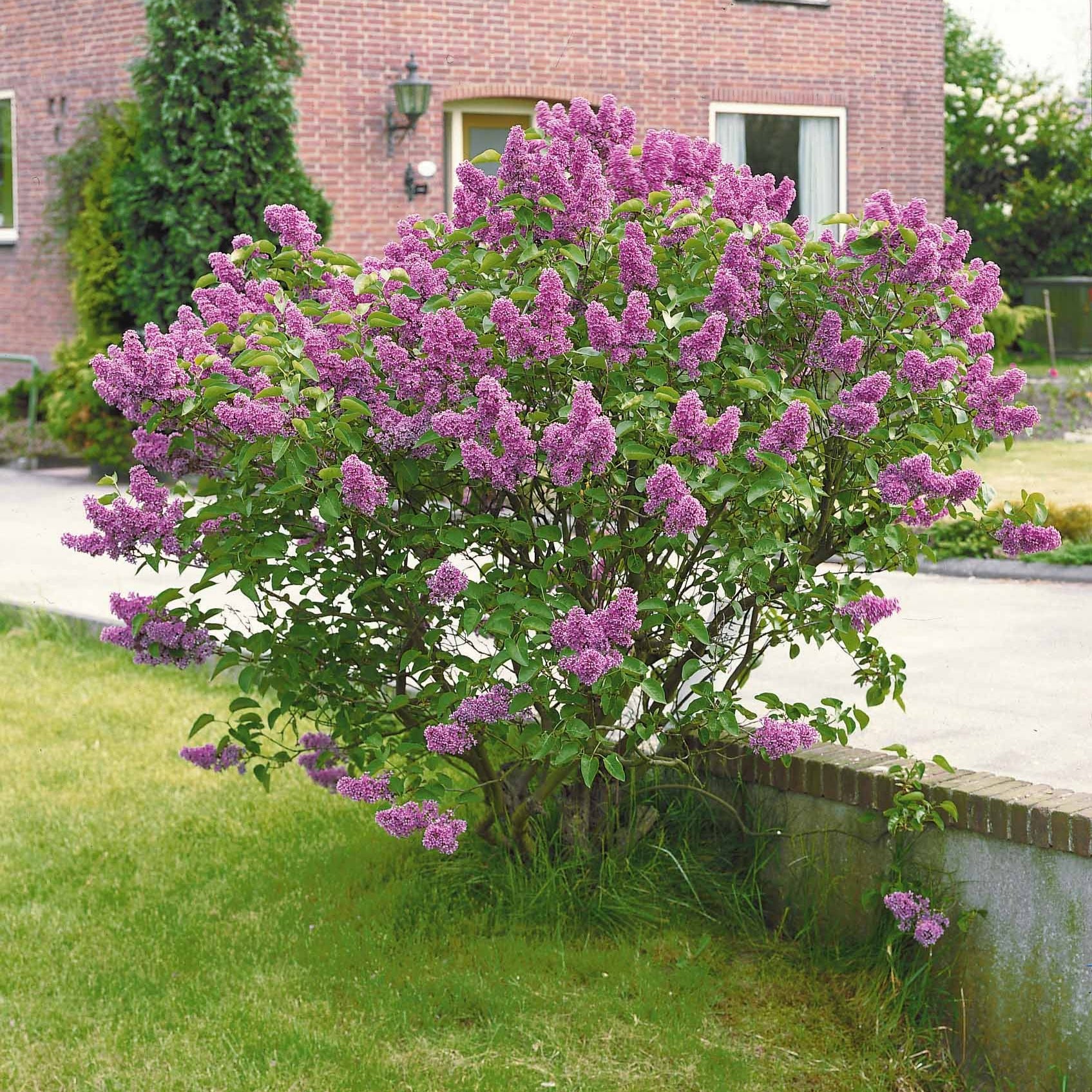 Lilas double lilas - Syringa vulgaris lilas