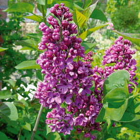 Collection de 4 Lilas doubles : bleu, rouge, lilas, blanc - Syringa vulgaris - Plantes