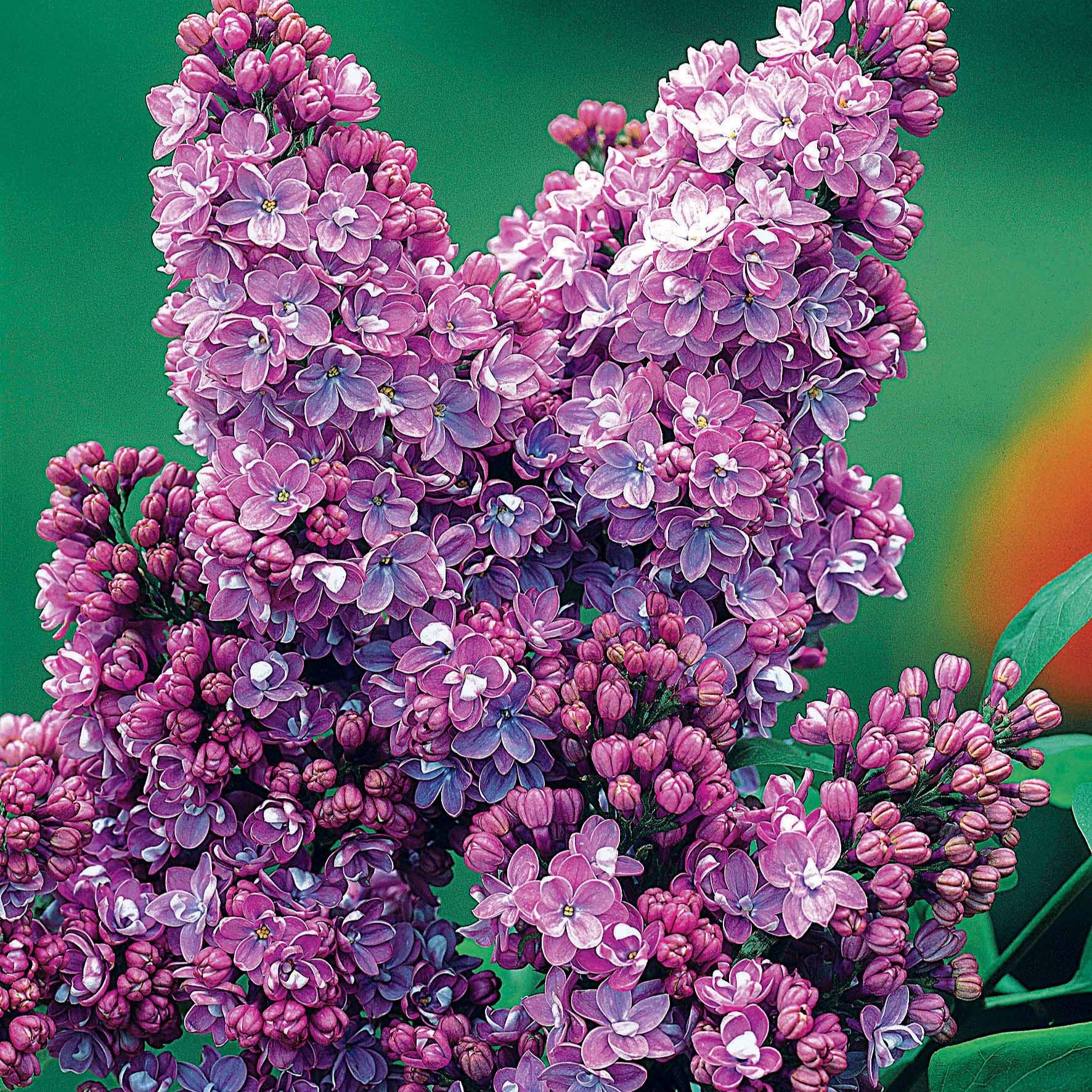 Lilas double lilas - Syringa vulgaris lilas - Lilas