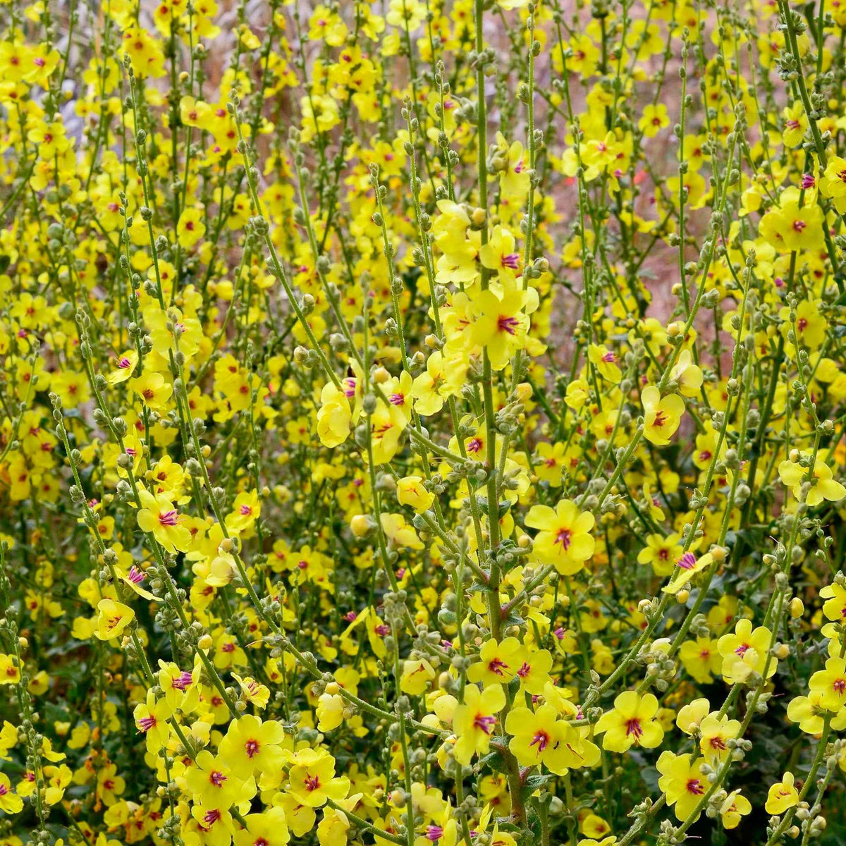 3 Molènes noires Bouillon noir - Verbascum nigrum - Plantes