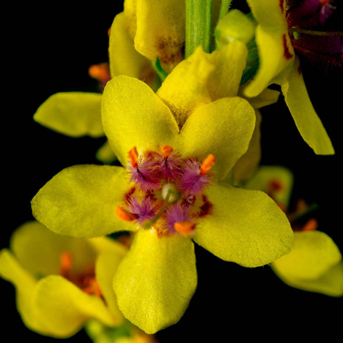 3 Molènes noires Bouillon noir - Verbascum nigrum - Plantes vivaces